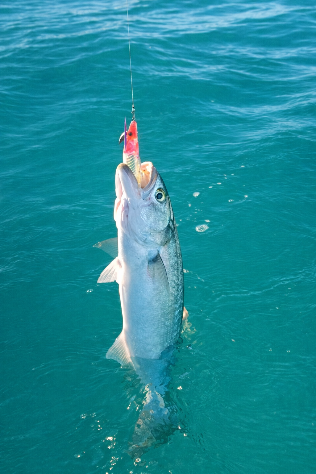 Tailor caught on an IJ Squid Jig!